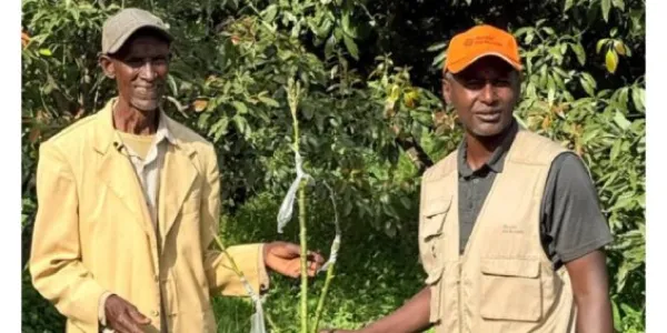 cultivos híbridos de aguacate y mango en Wolaita para resistir la sequía