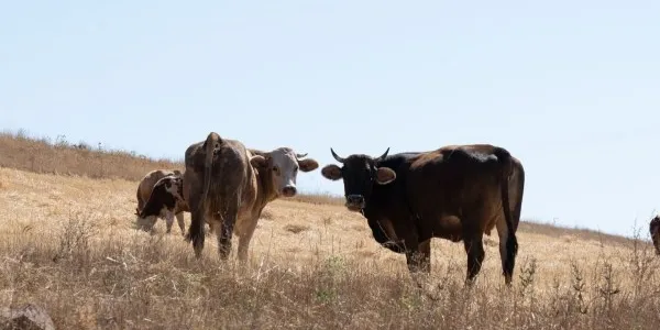 Los pastos escasean y la ganadería ecológica catalana peligra
