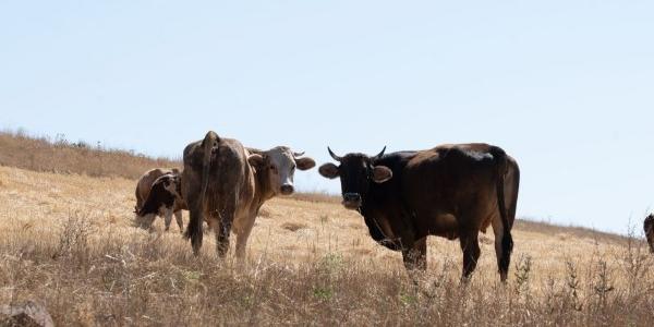 Los pastos escasean y la ganadería ecológica catalana peligra