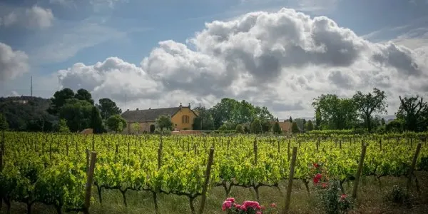 Finca Mas La Plana de la Familia Torres