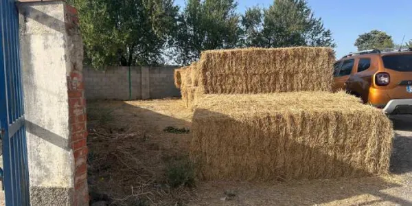 Comida para el ganado 