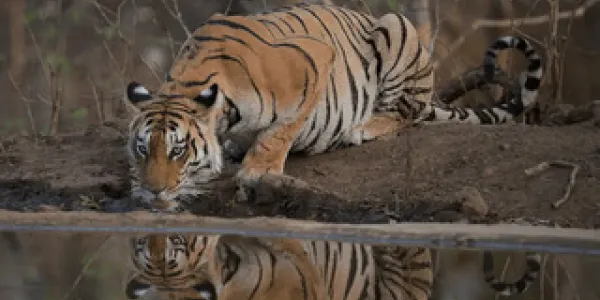 La fauna silvestre pierde población