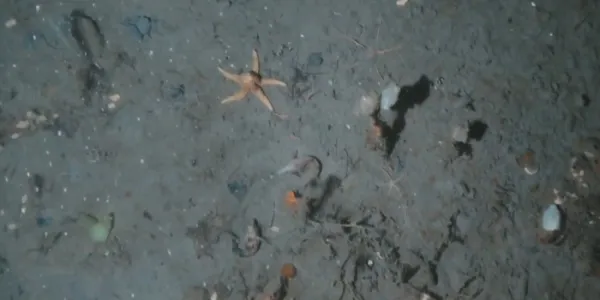 Captura de imagen de vídeo de fondo antártico
