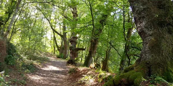 Fraga de Catasós y el bosque infinito
