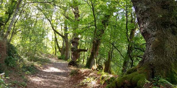 Fraga de Catasós y el bosque infinito