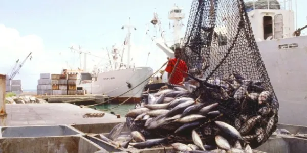 Un pescador descarga atún en la isla de Mah