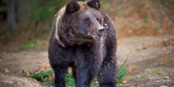 Imagen de un oso pardo/Envatoelements Peligro de la desaparición de frutos secos