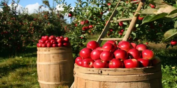 Manzanas 