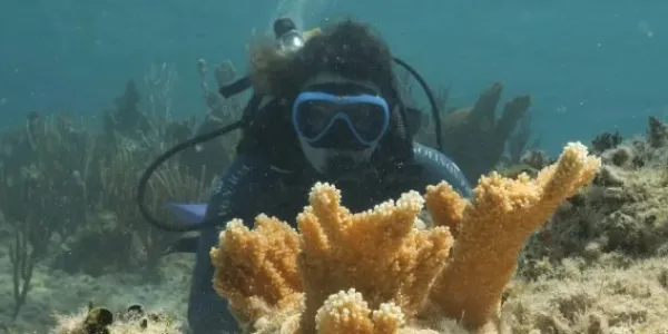 Fundación MSC trasplanta 32 corales cuerno de alce para recuperar ecosistemas marinos en Bahamas