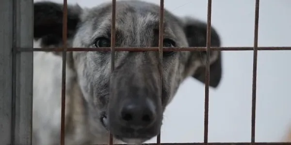 Andalucía y los galgos