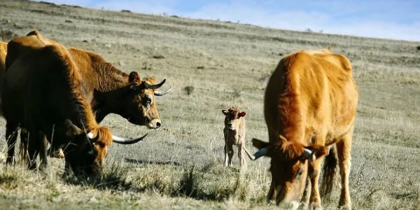 El ganado europeo gravemente afectado por el calor extremo