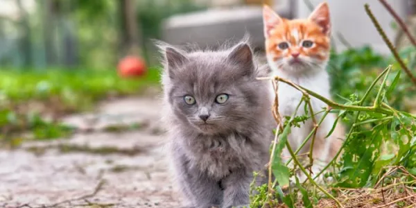 Gatos
