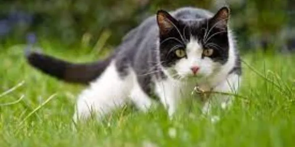 Los gatos domésticos ponen en riesgo la biodiversidad del Parque del Alamillo en Sevilla