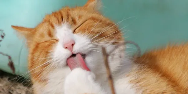 Gatos domésticos 