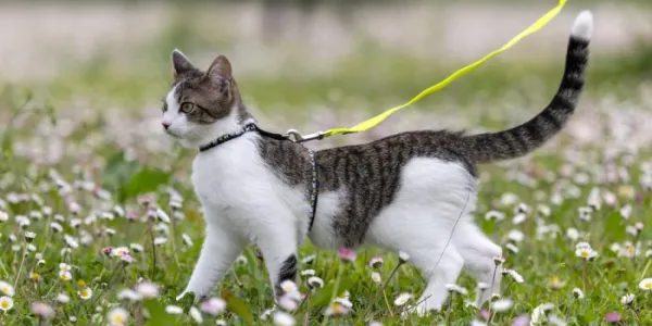 Gato paseando con correa