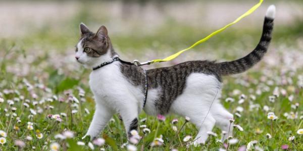 Gato paseando con correa