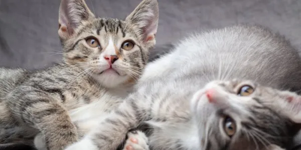 gatos
