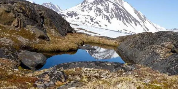 Paisaje rocoso con plantas de tundra cerca de la costa oriental de Groenlandia