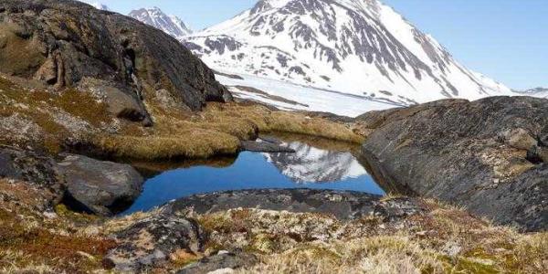 Paisaje rocoso con plantas de tundra cerca de la costa oriental de Groenlandia