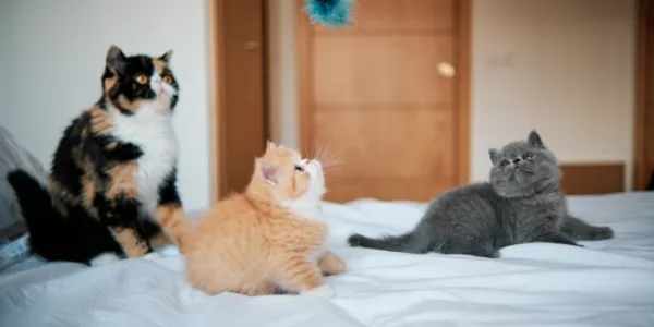 Tres gatos encima de una cama