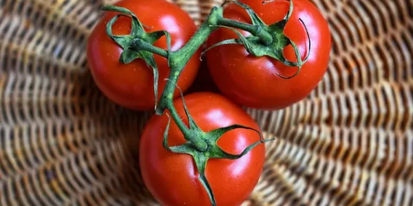 Tomates