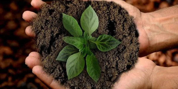 Una planta creciendo en las manos de una persona