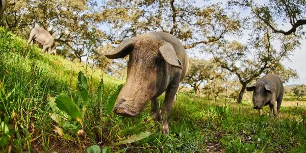 Los happy pigs de Joselito, y la ganadería sostenible