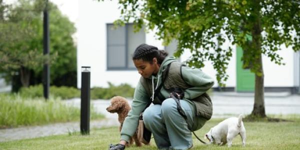 Control y multas ante las heces de las mascotas