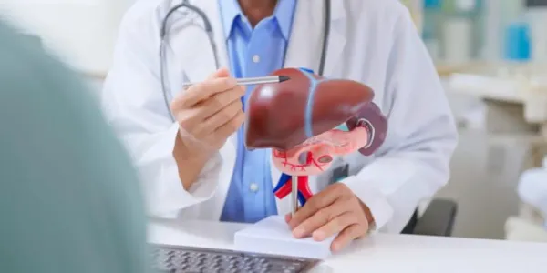 Manos de un doctor señalando varios órganos vitales en una maqueta de su consulta