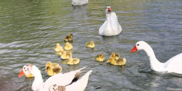 Familia con pollos de ánsar común doméstico liberados en el río Tajo