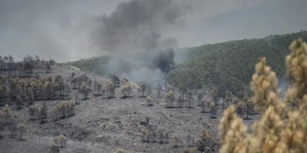 Extensión forestal calcinada por el incendio de La Mierla, en Guadalajara