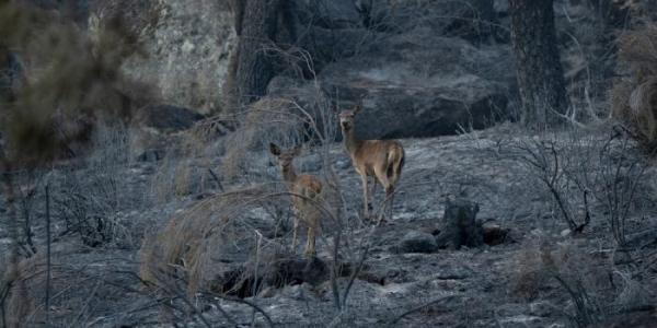 Animales en una zona incendiada 