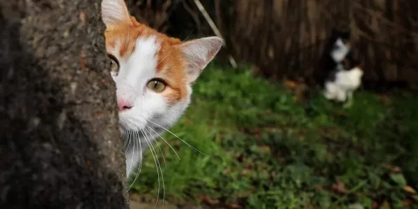 Incendios provocados con gatos