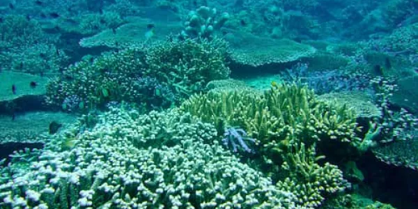 Exploración en el mar de Indonesia, Saluwesi