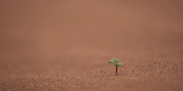 Planta creciendo representando el cambio climático
