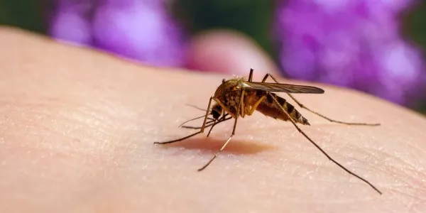Un mosquito común, 'Culex pipiens', chupa sangre en piel humana