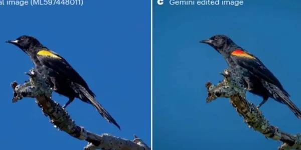 Imagen real de un pájaro y luego retocada con inteligencia artificial