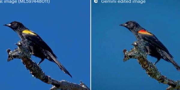 Imagen real de un pájaro y luego retocada con inteligencia artificial