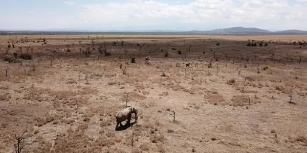 Paisaje con estragos de la invasión de hormigas
