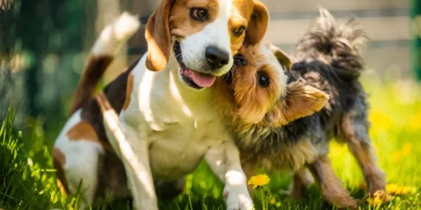 perros