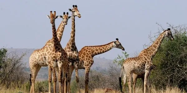 Cuatro jirafas en la Sabana africana