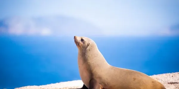 El funcionamiento cardiaco de los leones marinos