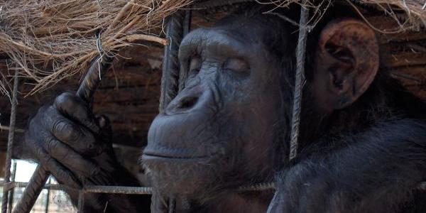 La Ley de grandes simios