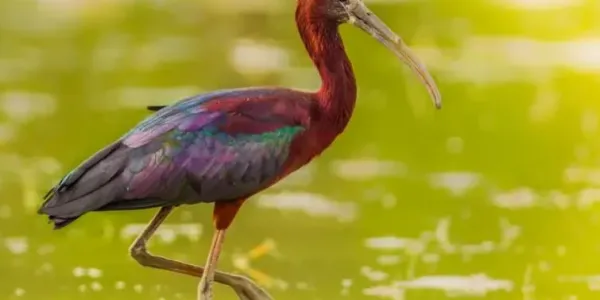 Un pájaro