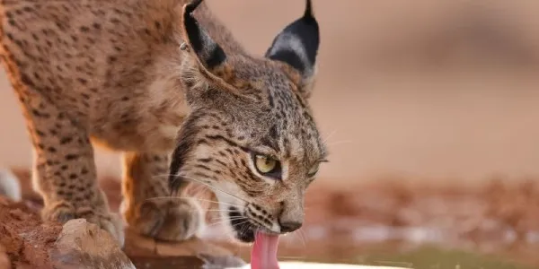 Lince ibérico bebiendo agua