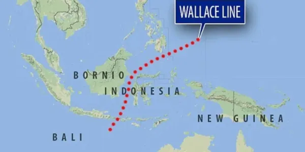 Línea de Wallace