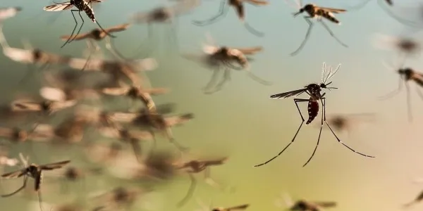 Plagas de mosquitos para esta primavera y verano