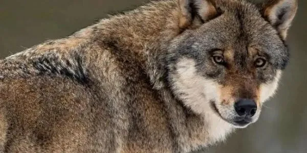 El lobo en Europa