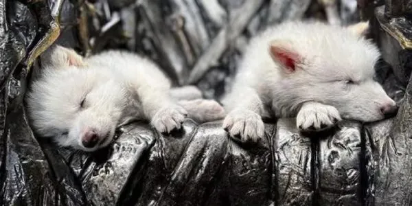 Lobo terrible vuelve a la vida gracias a la biotecnología