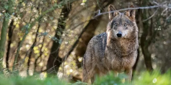 Lobos España